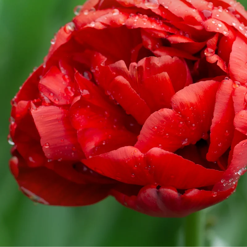 Tulpenbollen Bombastic Red – 20 Stuks | KH Bloembollen® | Rode Pioentulp – Dubbelbloemig & Luxe – Voor Tuin of Pot – Maat 11/12