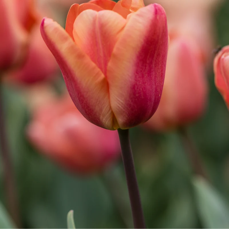 Tulpenbollen Apricot Foxx – 20 Stuks | KH Bloembollen® | Zalmroze Tulp – Elegant & Grootbloemig – Voor Tuin of Pot – Maat 11/12