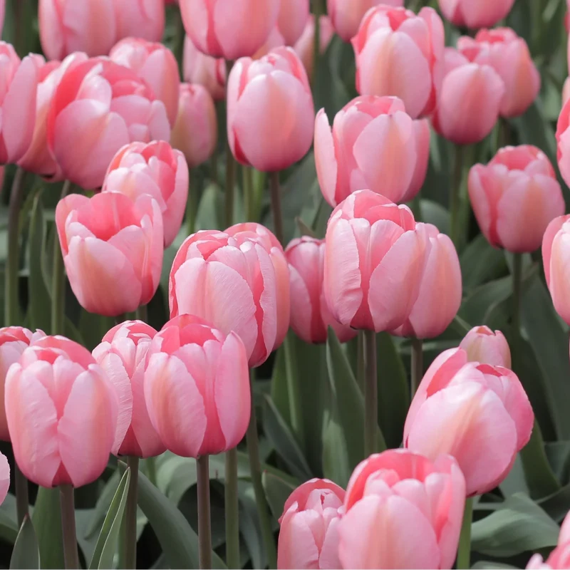 Tulpenbollen Apricot Delight – 20 Stuks | KH Bloembollen® | Roze Apricot Tulp – Zacht & Fris – Cadeau voor Tuin of Pot – Maat 11/12