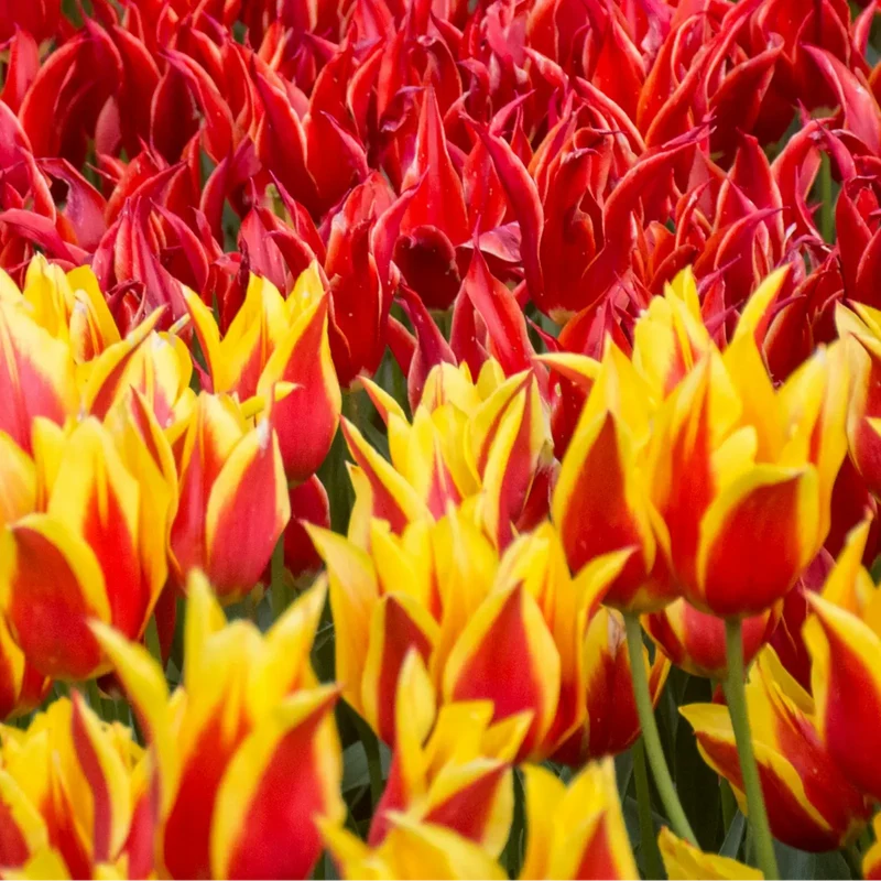 Tulpenbollen Fire Wings – 20 Stuks Maat 11/12