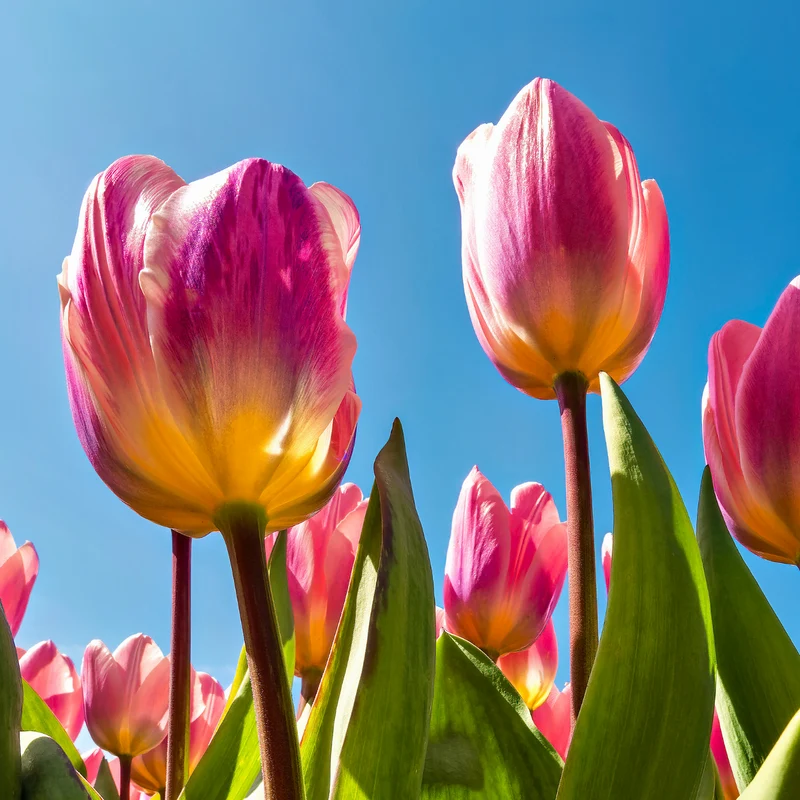 Tulpenbollen Light and Dreamy – 20 Stuks Maat 11/12