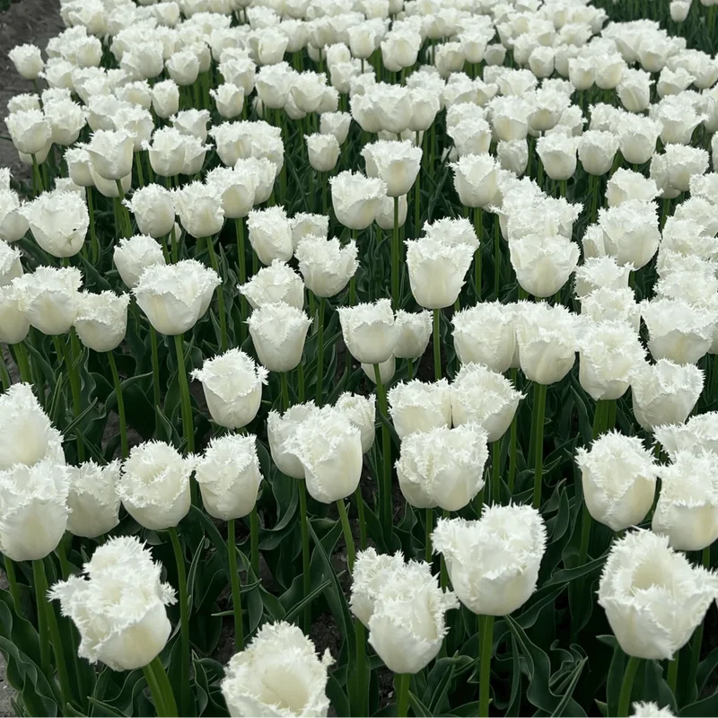 Tulpenbollen Honeymoon Maat 11/12