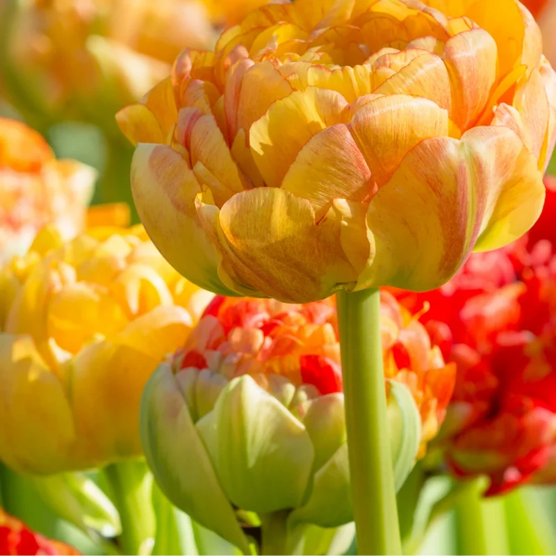 Tulpenbollen Gudoshnik Double – 20 Stuks Maat 11/12