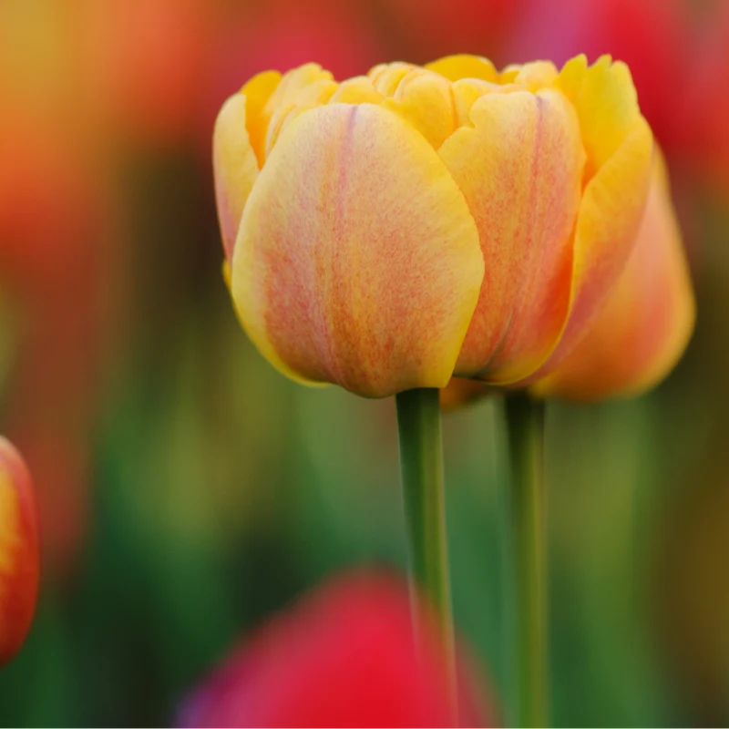 Tulpenbollen Icoon – 20 Stuks Maat 11/12