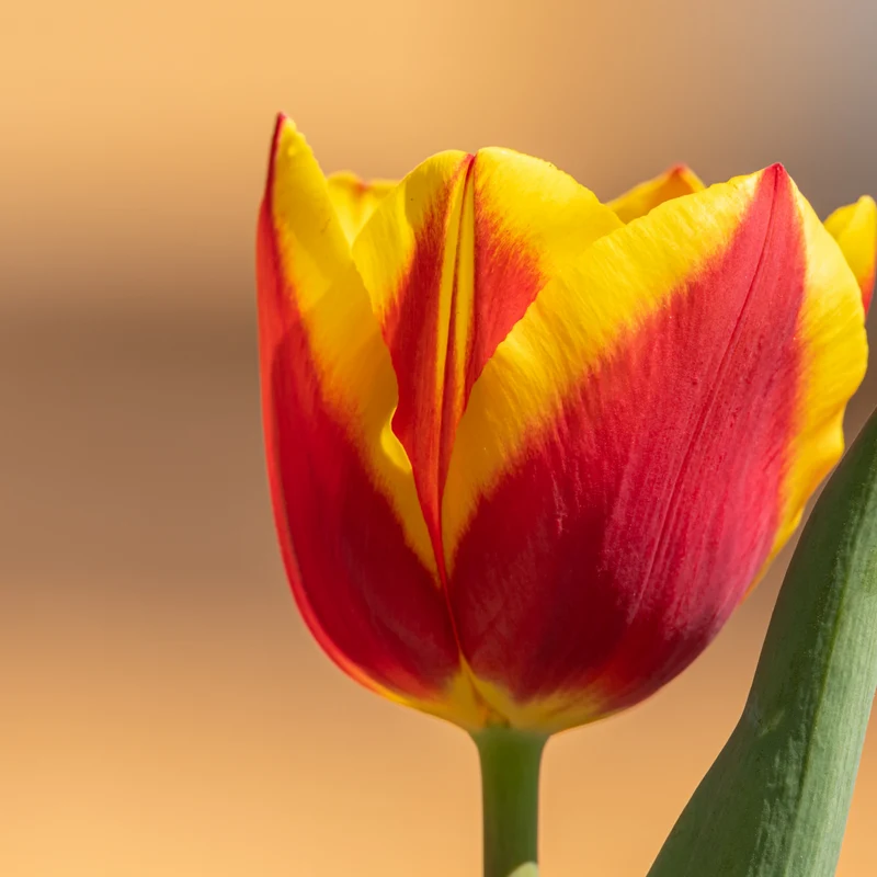 Tulpenbollen Jan Seignette – 20 Stuks Maat 11/12