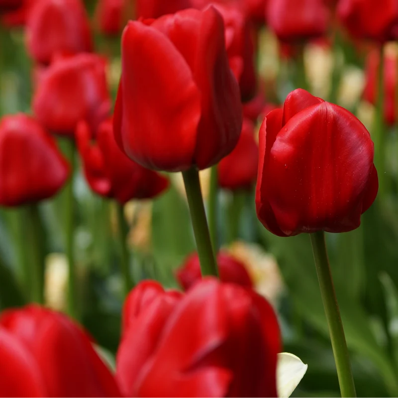 Tulpenbollen Seadov – 20 Stuks Maat 11/12