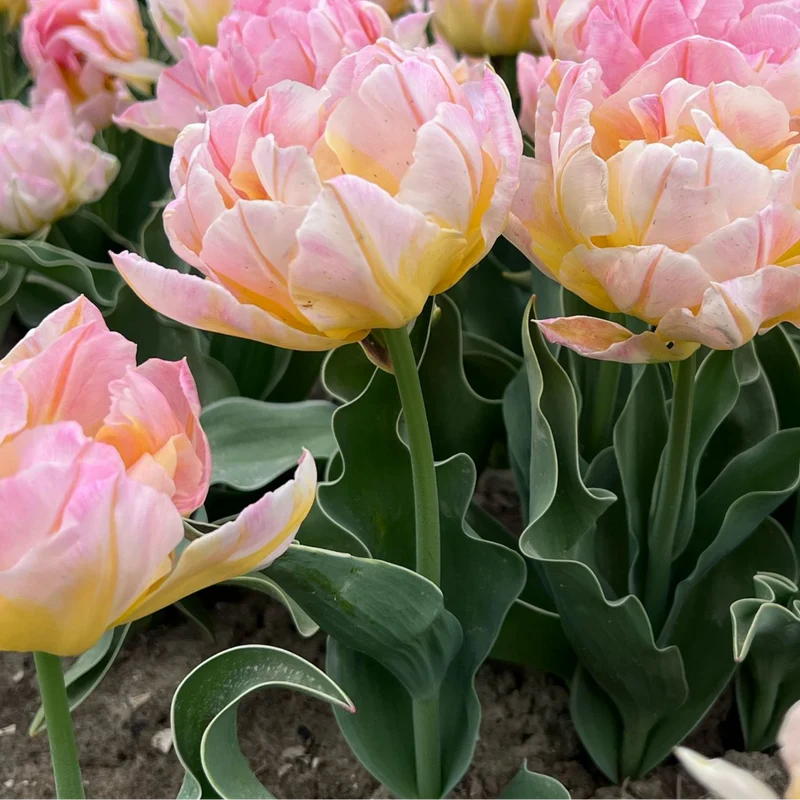 Tulpenbollen Password – 20 Stuks Maat 11/12