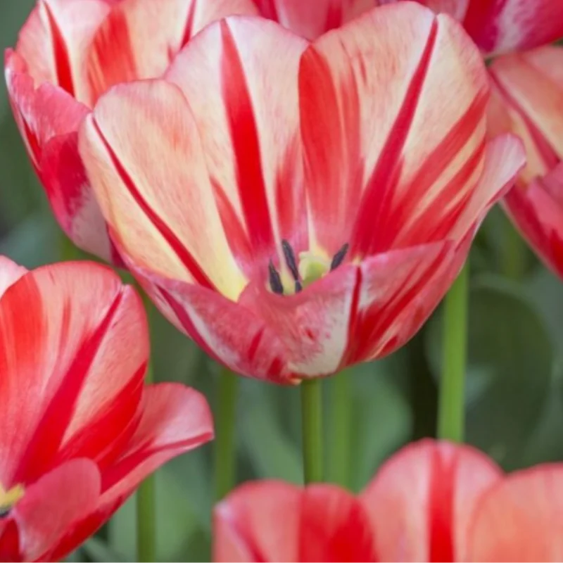 Tulpenbollen Spring Break – 20 Stuks Maat 11/12