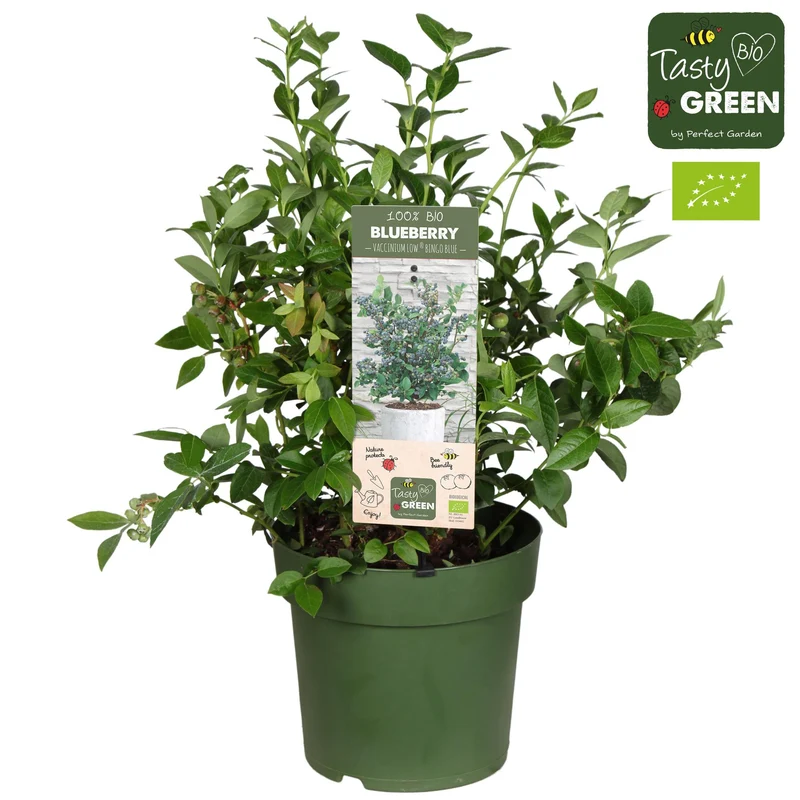 Vaccinium Cor. 'Bingo Blue' Bio - Blauwe bes