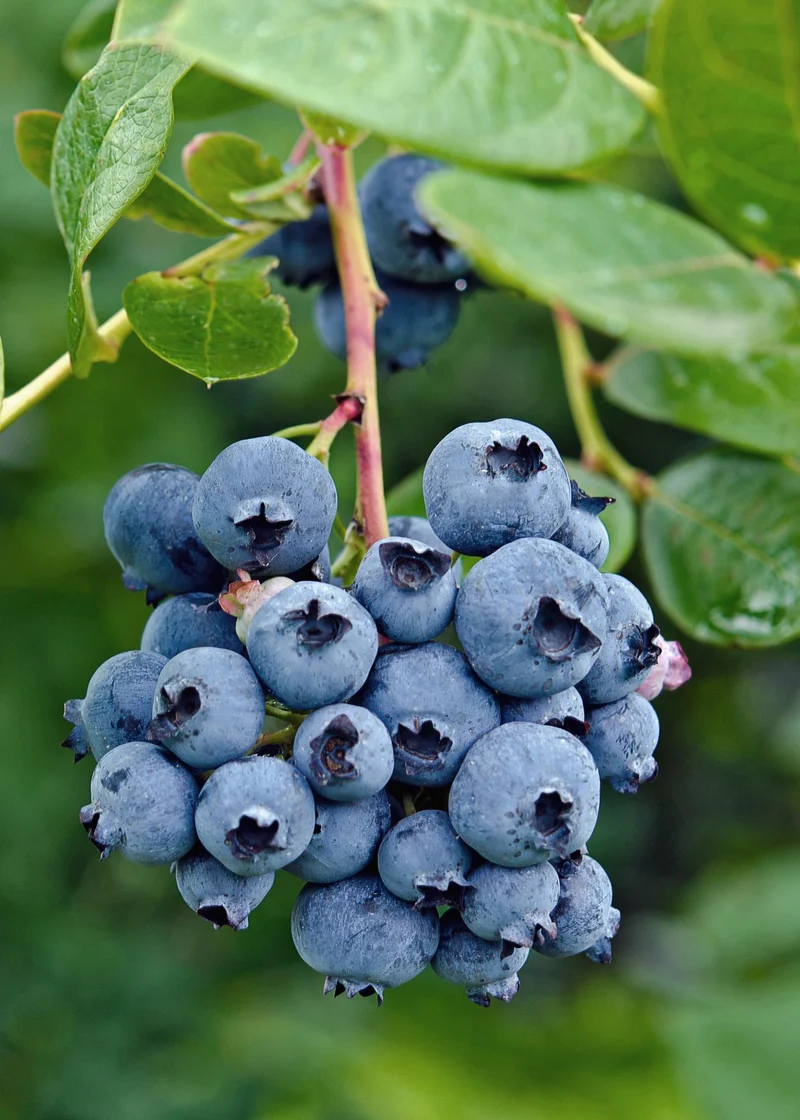 Vaccinium corymbosum 'Reka' - Blauwe bes