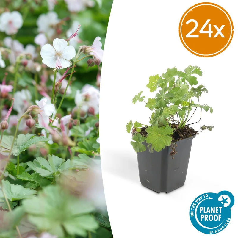 24x Geranium cant. 'Biokovo'