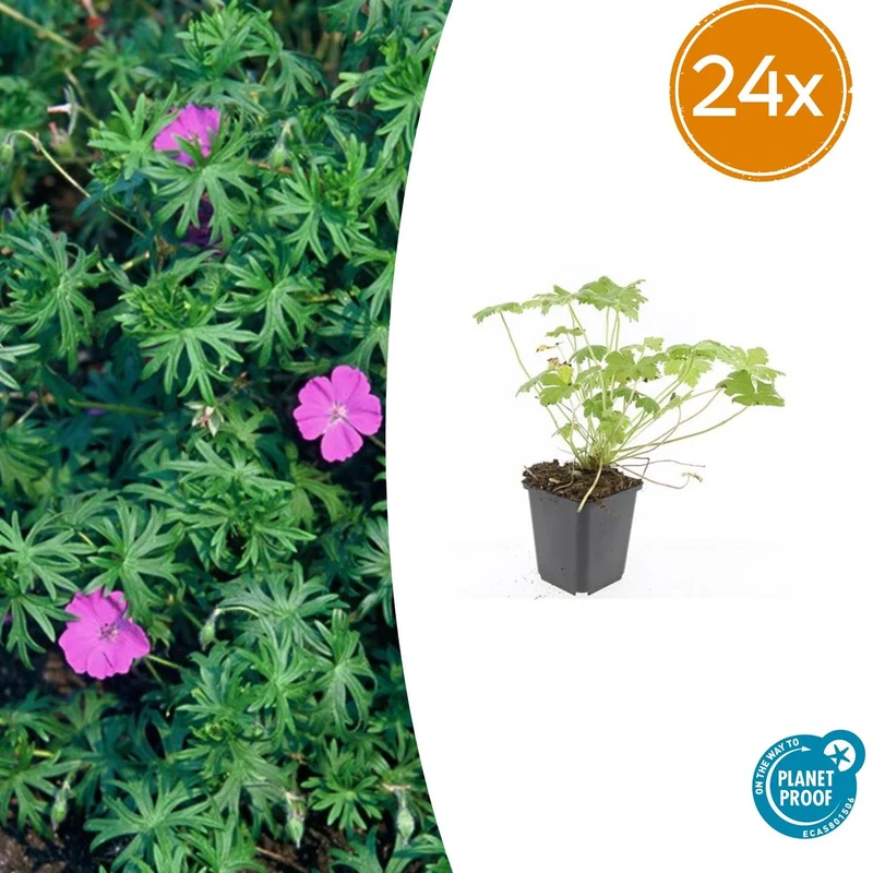 24x Geranium 'Tiny Monster'
