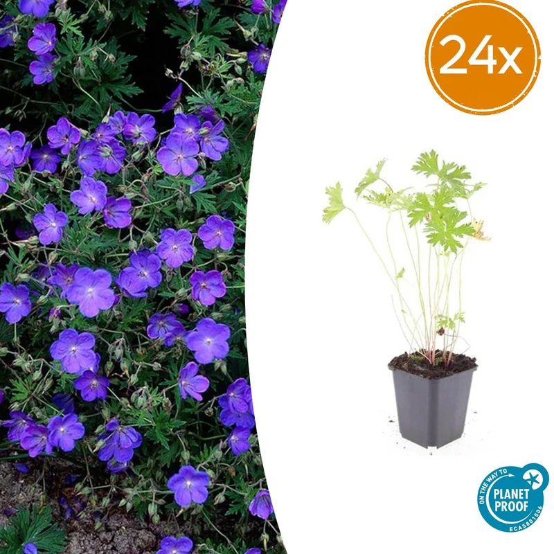 24x Geranium 'Johnson's Blue'