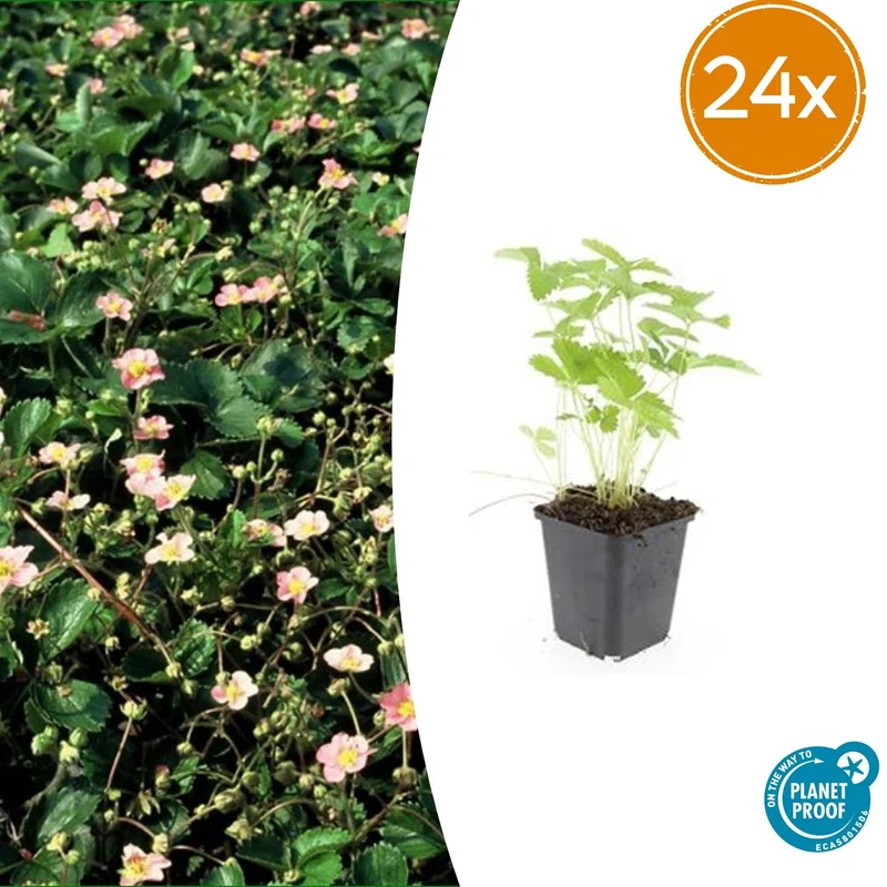 24x Fragaria vesca