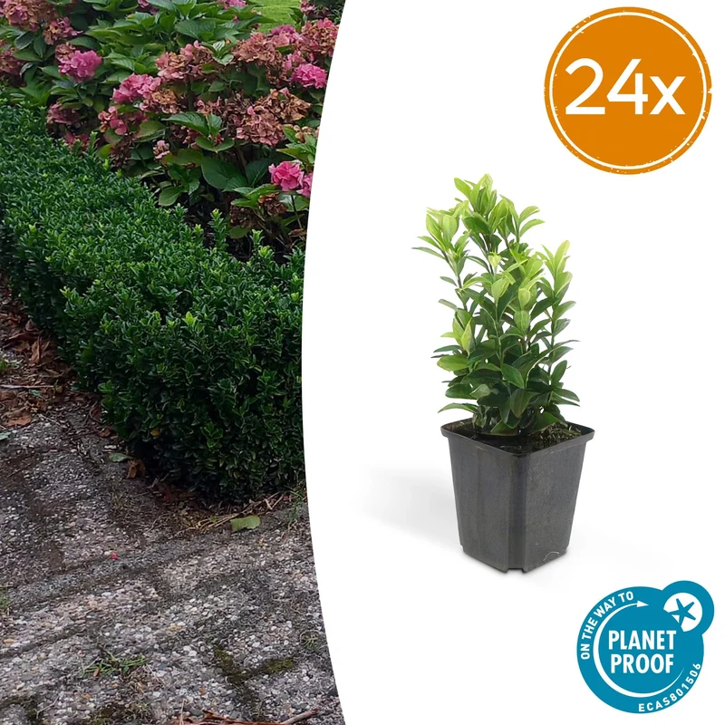 24x Euonymus jap. Green Spire