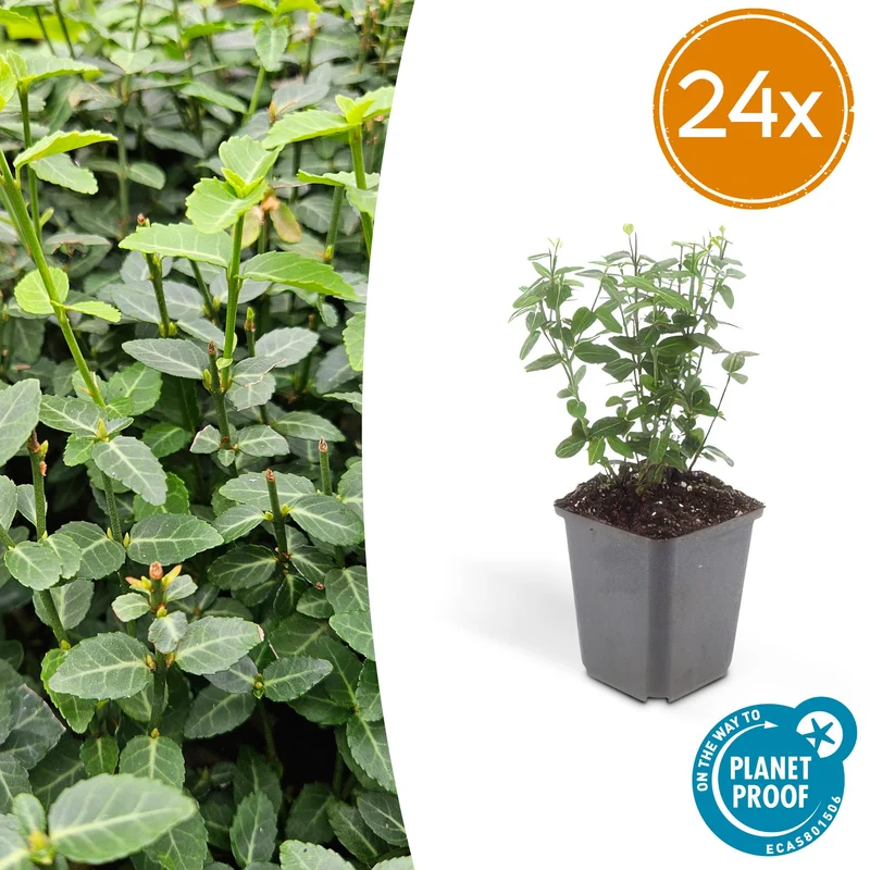 24x Euonymus fortunei radicans