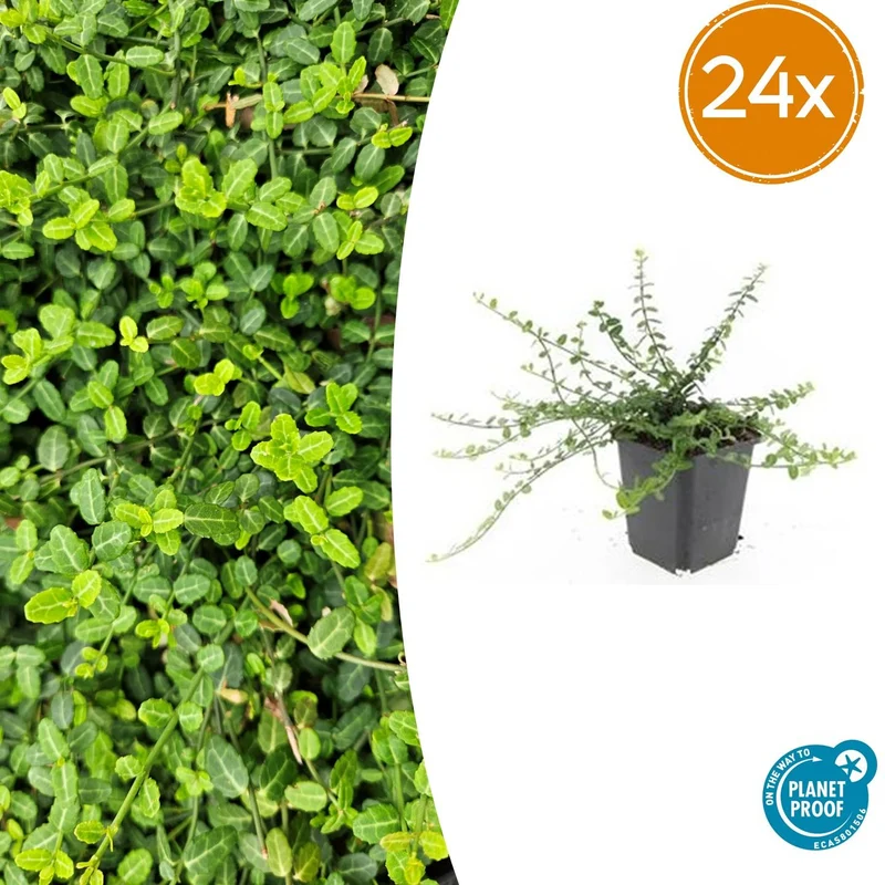 24x Euonymus fort. 'Minimus'
