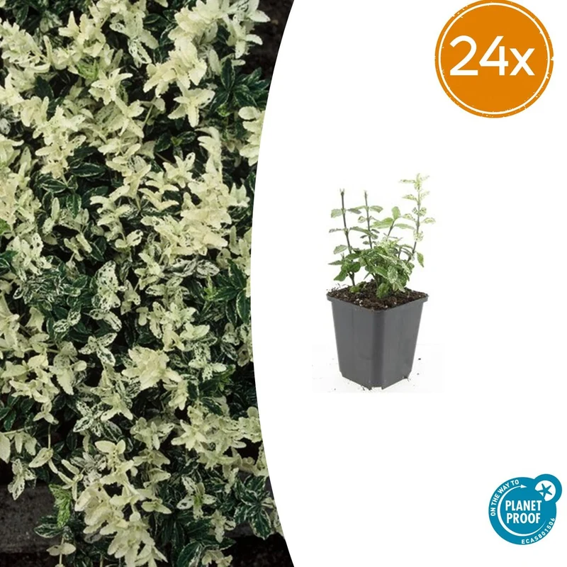 24x Euonymus fort. 'Harlequin'