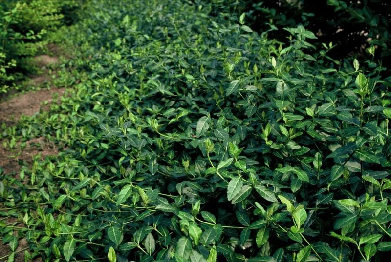 12x Euonymus fort. 'Dart's Blanket'