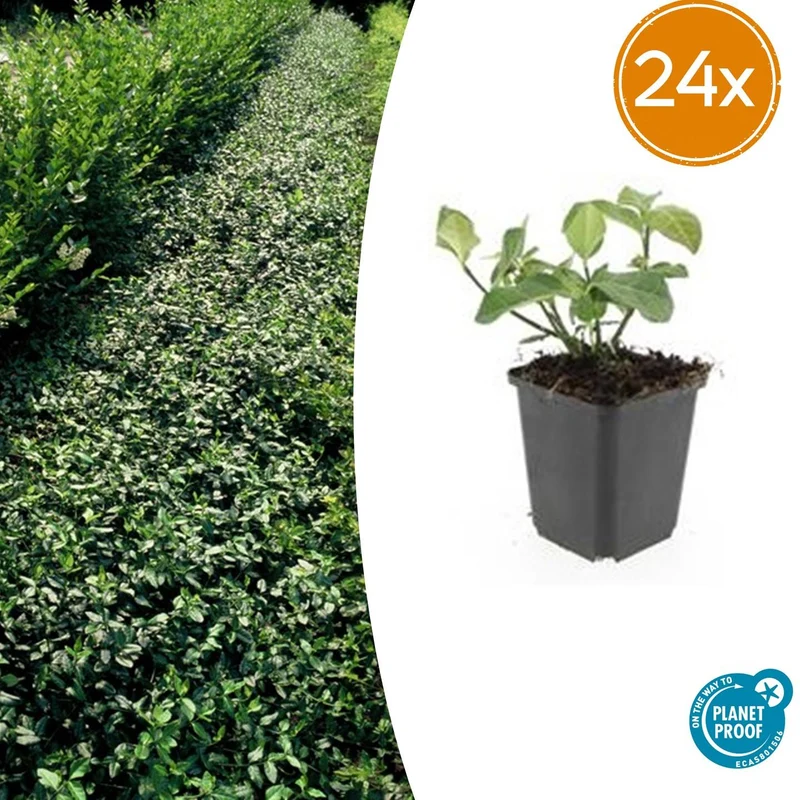 24x Euonymus fort. 'Dart's Blanket'