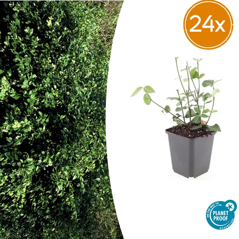 24x Euonymus fort. 'Coloratus'