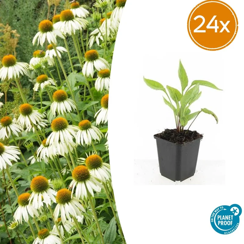 24x Echinacea p. 'White Swan'