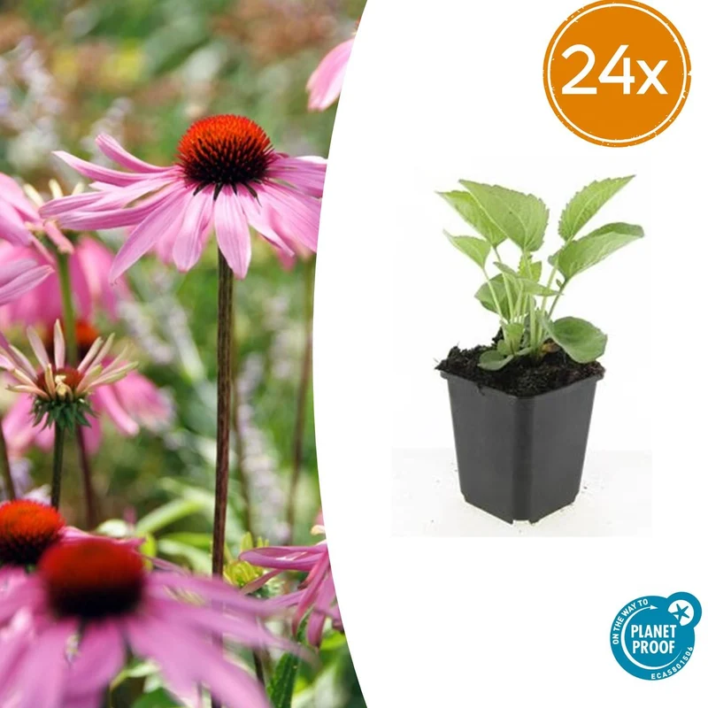 24x Echinacea p. 'Magnus'
