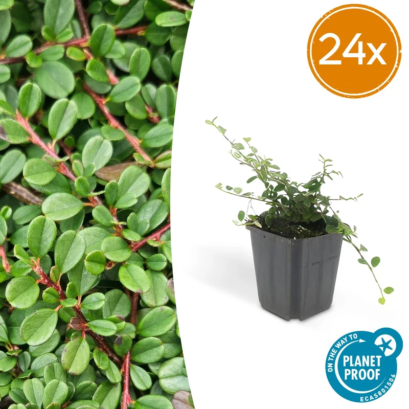 24x Cotoneaster pr. 'Streib's Findling'