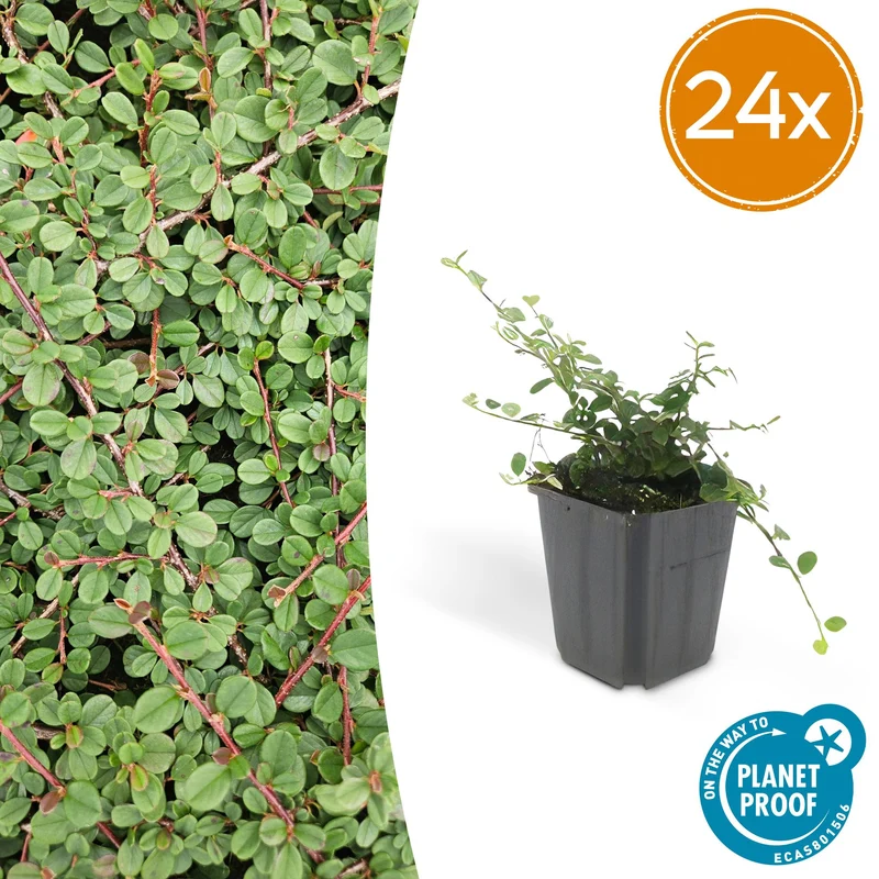 24x Cotoneaster pr. 'Queen of Carpets'