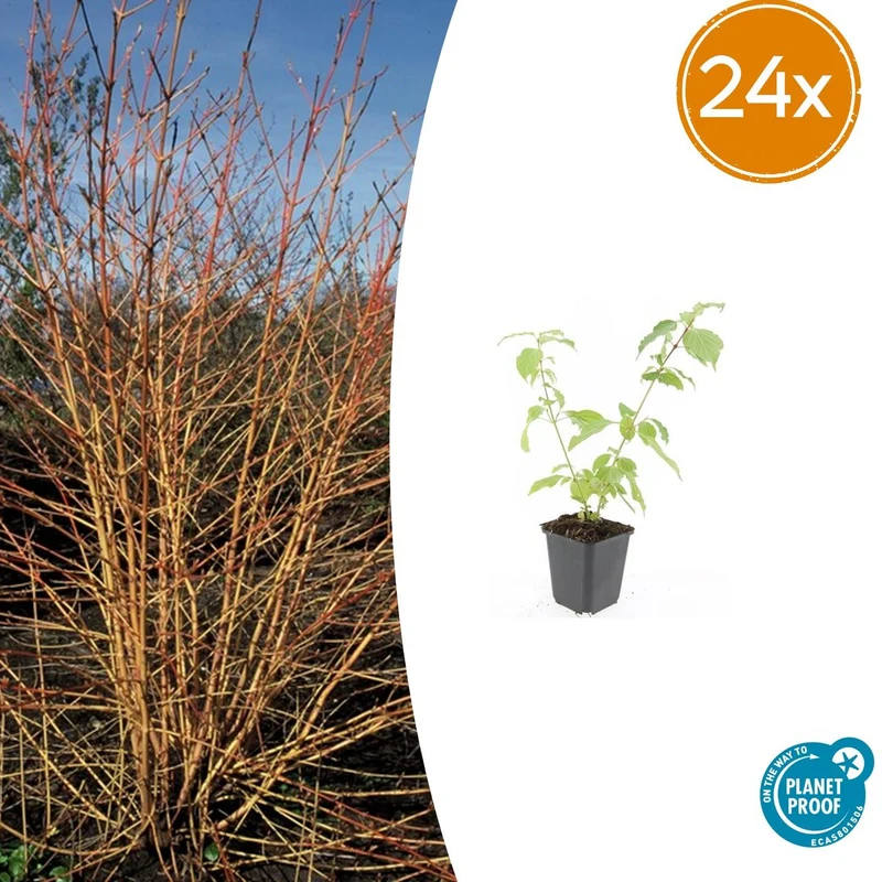 24x Cornus sang. 'Anny's Winter Orange'