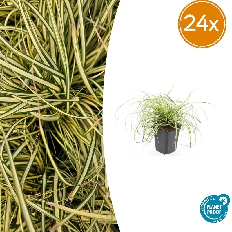 24x Carex oshim. 'Evergold'