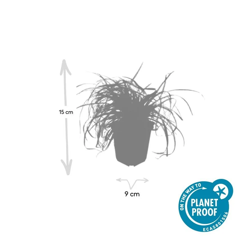 48x Carex oshim. 'Evergold'