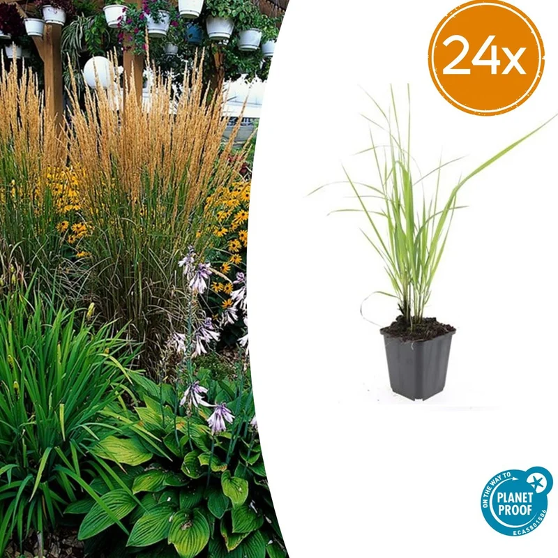 24x Calamagrostis acut. 'Karl Foerster'