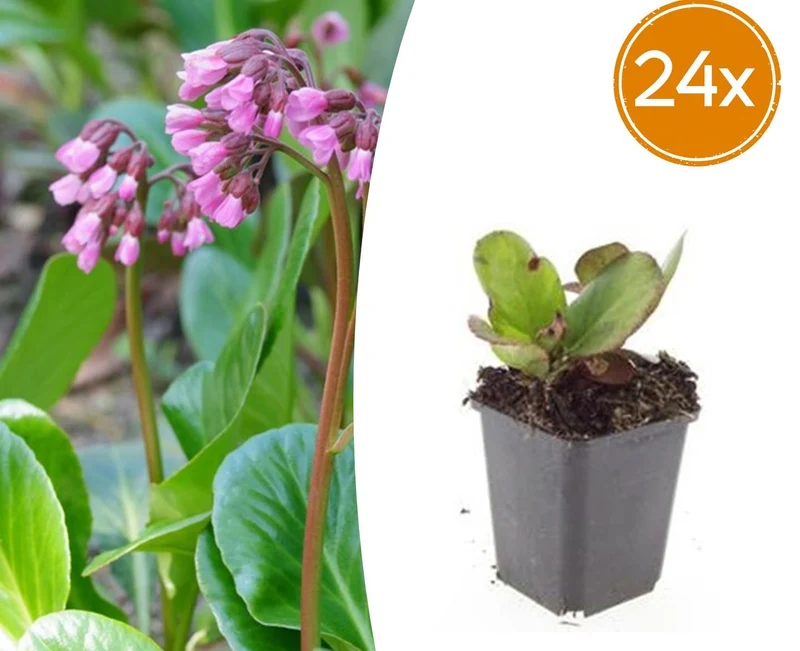 24x Bergenia cordifolia 'Herbstblüte'