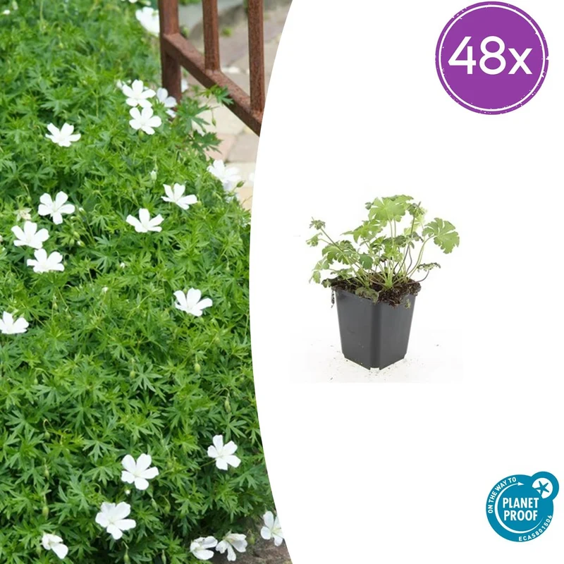 48x Geranium sang. 'Album'