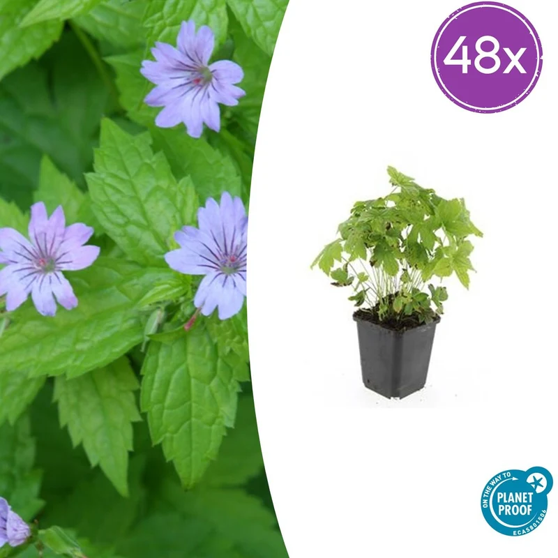 48x Geranium nodosum