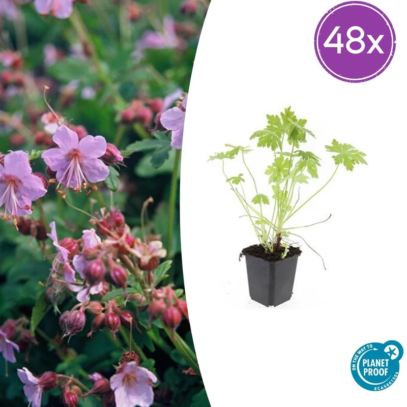 48x Geranium macrorrhizum
