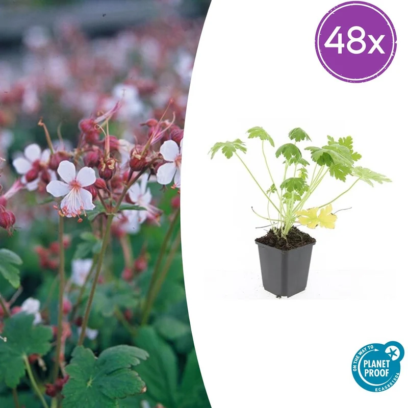 48x Geranium macr. 'Spessart'