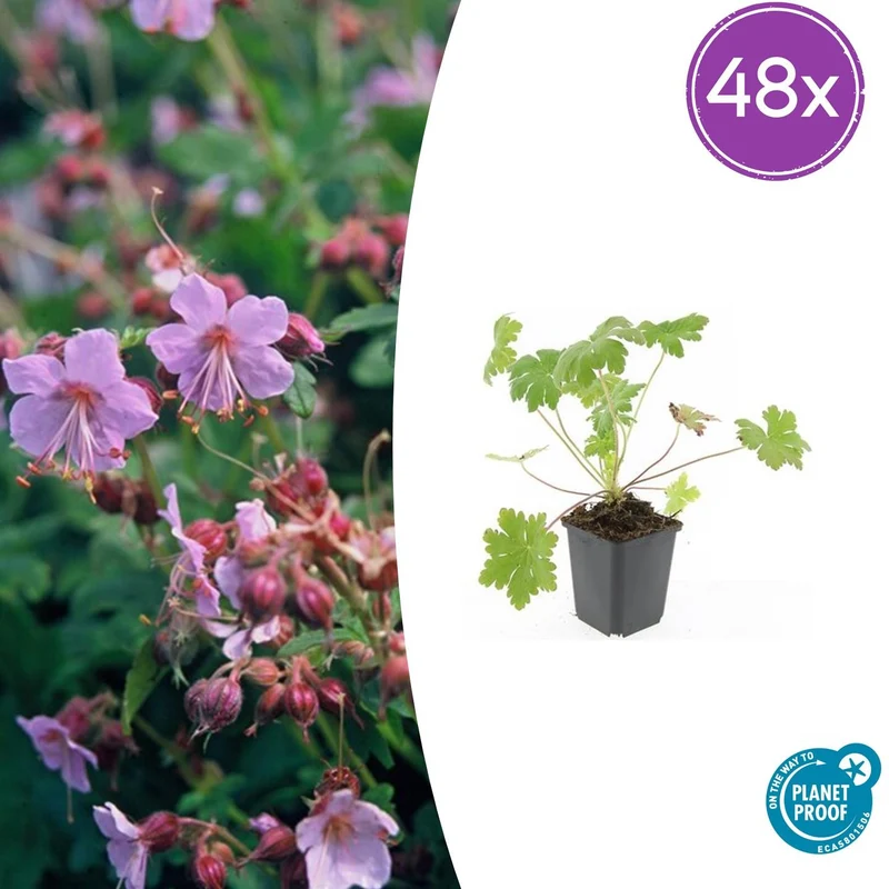 48x Geranium macr. 'Ingwersen's Var.'