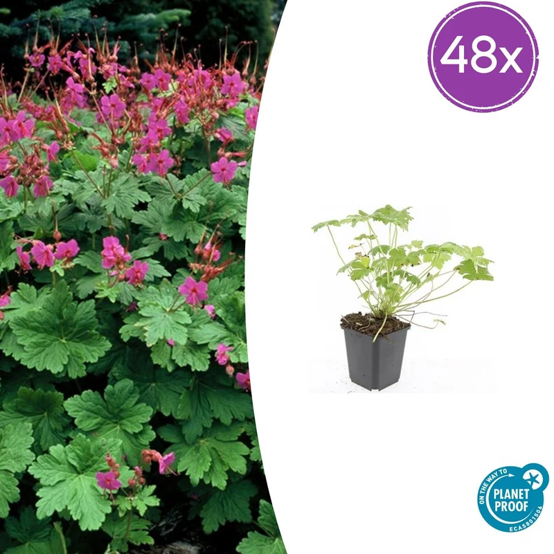 48x Geranium macr. 'Czakor'