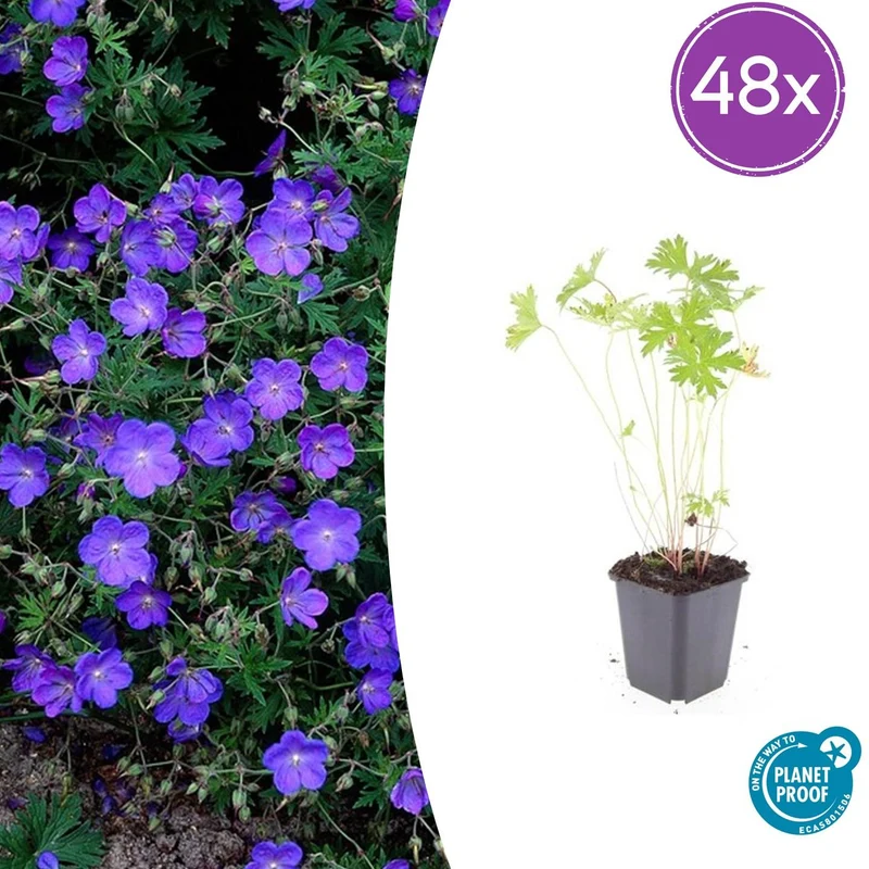 48x Geranium 'Johnson's Blue'