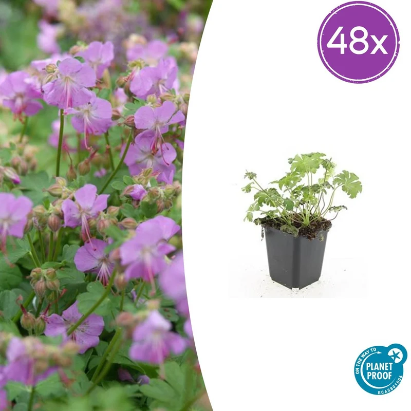 48x Geranium cant. 'Cambridge'