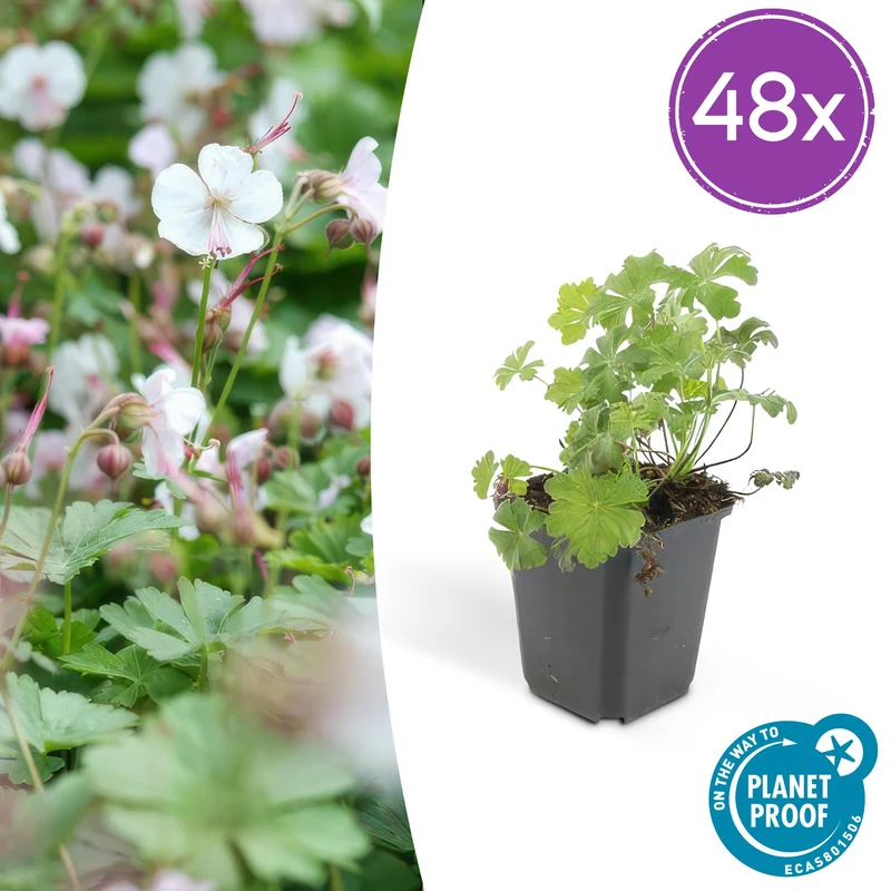 48x Geranium cant. 'Biokovo'