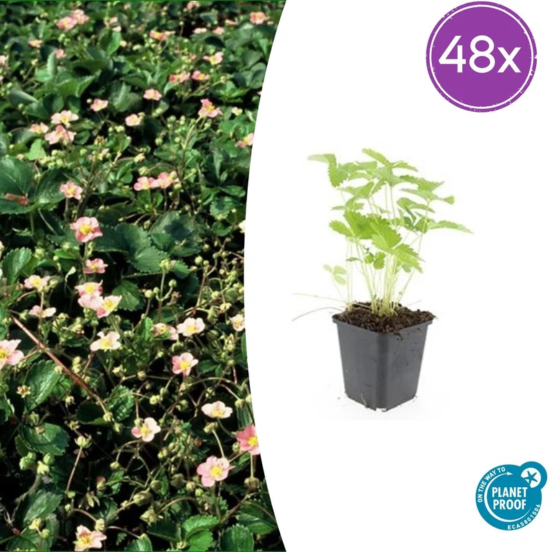 48x Fragaria vesca
