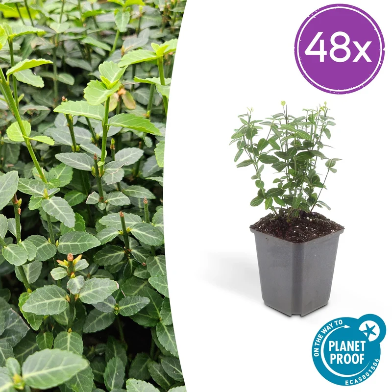 48x Euonymus fortunei radicans
