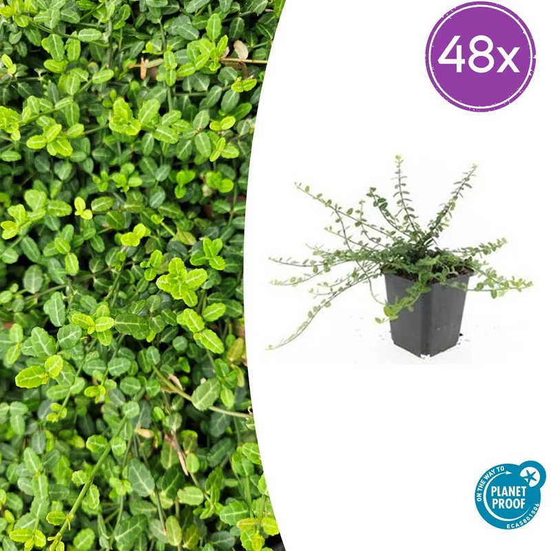 48x Euonymus fort. 'Minimus'