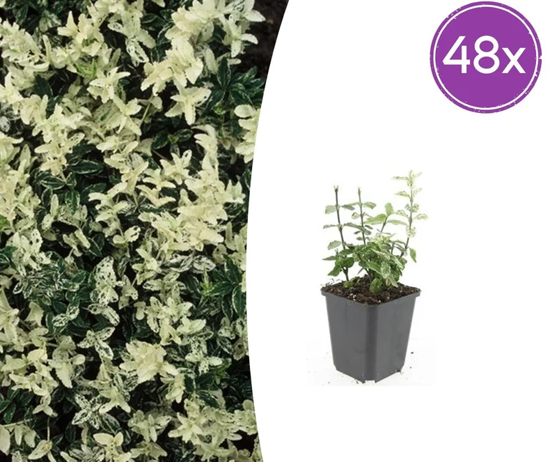 48x Euonymus fort. 'Harlequin'