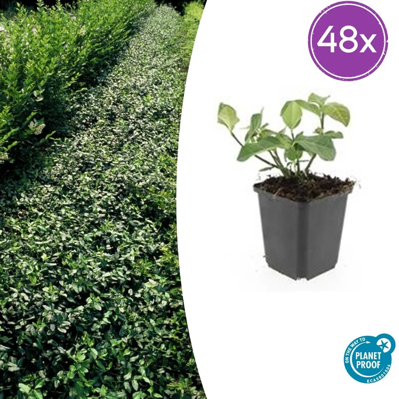 48x Euonymus fort. 'Dart's Blanket'