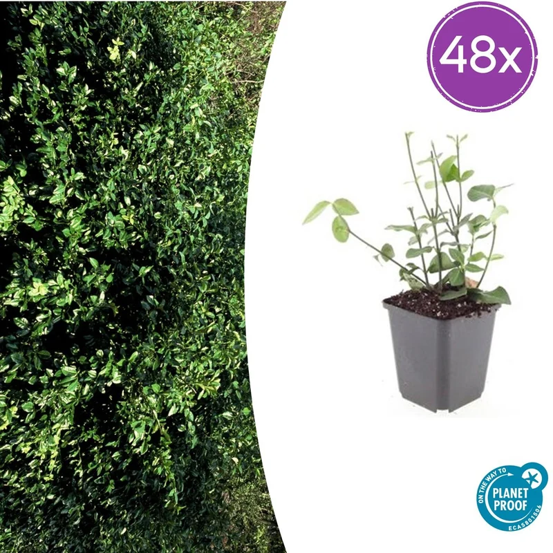 48x Euonymus fort. 'Coloratus'