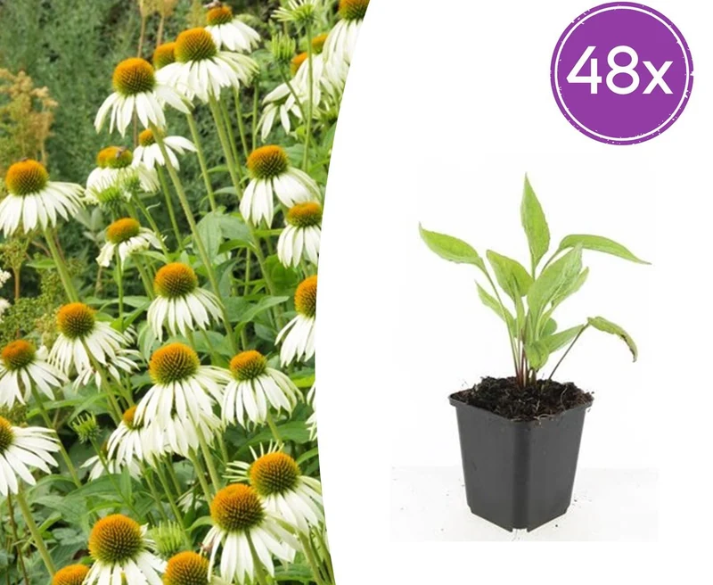 48x Echinacea p. 'White Swan'
